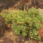 Argyranthemum tenerifae habit picture by Szabolcs Frater (cc-by-sa)
