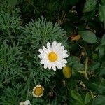 Argyranthemum frutescens flower picture by Besay Del Pino Mosegue (cc-by-sa)