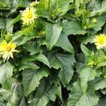 Silphium perfoliatum habit picture by Dieter Albrecht (cc-by-sa)