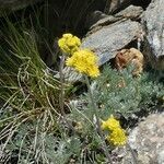 Artemisia glacialis flower picture by huy HO (cc-by-sa)