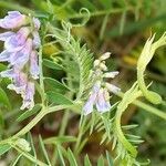 Vicia sylvatica flower picture by Lubomir Hubicka (cc-by-sa)