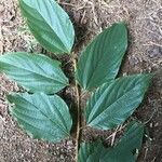 Hovenia dulcis leaf picture by Ribeiro Pimentel Ícaro (cc-by-sa)