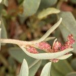 Atriplex portulacoides flower picture by Martin Bishop (cc-by-sa)