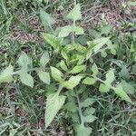 Lactuca floridana habit picture by Eli Small (cc-by-sa)