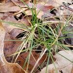 Carex eburnea leaf picture by William Coville (cc-by-sa)