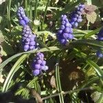 Muscari armeniacum flower picture by Marine Dupré (cc-by-sa)