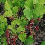 Rubus gratus leaf picture by Joseph Dupont (cc-by-sa)