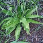 Chlorophytum zavattarii leaf picture by susan brown (cc-by-sa)