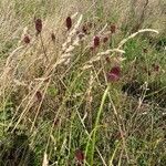 Sanguisorba officinalis habit picture by Max Fischer (cc-by-sa)