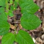 Corchorus aestuans leaf picture by Varun Vanchi (cc-by-sa)