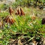 Trifolium alpinum fruit picture by Kampf Robert (cc-by-sa)