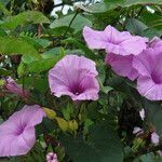 Ipomoea setifera flower picture by claire Felloni (cc-by-sa)