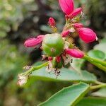 Jatropha integerrima fruit picture by Lisa Ani (cc-by-sa)