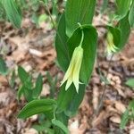 Uvularia perfoliata flower picture by David DeLade (cc-by-sa)