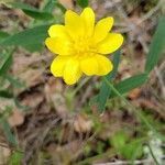 Ranunculus californicus flower picture by David David shields (cc-by-sa)