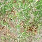 Tessaria absinthioides habit picture by Trap Hers (cc-by-sa)