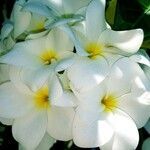Plumeria alba flower picture by kelon lynch (cc-by-sa)