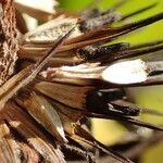 Echinacea purpurea habit picture by Yoan MARTIN (cc-by-sa)