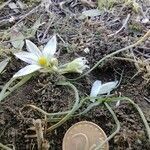 Ornithogalum refractum flower picture by Lars Mannzen (cc-by-sa)