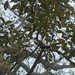 Ficus virens leaf picture by Suresh Kumar (cc-by-sa)