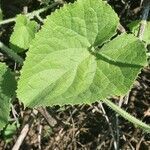 Cucumis dipsaceus leaf picture by susan brown (cc-by-sa)