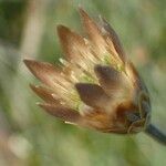 Xeranthemum cylindraceum fruit picture by Yoan MARTIN (cc-by-sa)