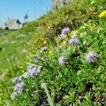 Globularia nudicaulis habit picture by Jani Zadrgal (cc-by-sa)