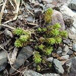 Sedum alpestre habit picture by Fabien Anthelme (cc-by-sa)