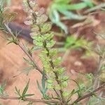 Lepidium bonariense fruit picture by Trap Hers (cc-by-sa)