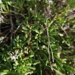 Spergularia marina leaf picture by Ken Novellas (cc-by-sa)