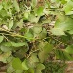 Ipomoea pes-caprae leaf picture by భారతీయ ఆయుర్వేద జీవన విజ్ఞానం (cc-by-sa)
