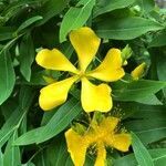 Hypericum ascyron flower picture by A D (cc-by-sa)