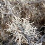 Tillandsia capillaris leaf picture by Gabriel Ollivier (cc-by-sa)