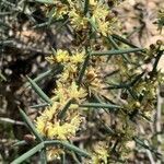 Asparagus aphyllus flower picture by Rina Jeger (cc-by-sa)