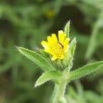 Dittrichia graveolens flower picture by Christophorus a Castalia (cc-by-sa)