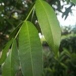 Spondias dulcis leaf picture by Pastor Fernando (cc-by-sa)