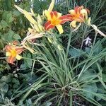 Hemerocallis fulva habit picture by Giode Tonpino (cc-by-sa)