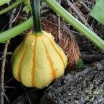 Cucurbita maxima fruit picture by s (cc-by-sa)