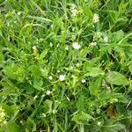 Stellaria graminea habit picture by Ник Елена (cc-by-sa)
