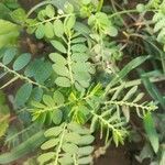 Phyllanthus amarus leaf picture by Ashraf Elsir (cc-by-sa)