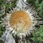 Carlina acanthifolia fruit picture by Gaétan MILET (cc-by-sa)