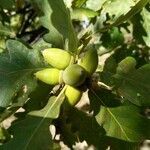Quercus petraea fruit picture by catquest (cc-by-sa)