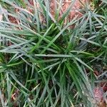 Ophiopogon japonicus leaf picture by Deena Naidoo (cc-by-sa)