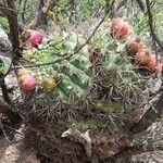 Gymnocalycium saglionis habit picture by Trap Hers (cc-by-sa)