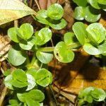 Bacopa salzmannii habit picture by Nelson Zamora Villalobos (cc-by-nc)