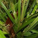 Becquerelia cymosa habit picture by Nelson Zamora Villalobos (cc-by-nc)