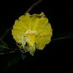 Swartzia costaricensis flower picture by Nelson Zamora Villalobos (cc-by-nc)