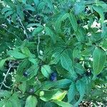 Lonicera nigra habit picture by Françoise Arbet (cc-by-sa)
