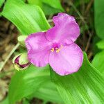 Tradescantia virginiana flower picture by K O (cc-by-sa)