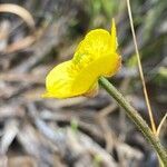 Ranunculus peruvianus flower picture by Fabien Anthelme (cc-by-sa)